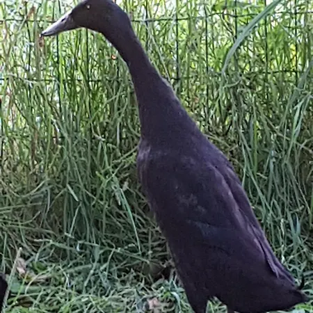 De Lopende Eend Bed and breakfast