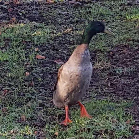 Couette-café De Lopende Eend