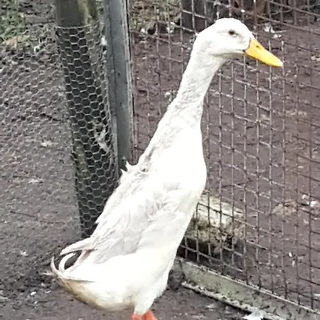 De Lopende Eend Boxtel