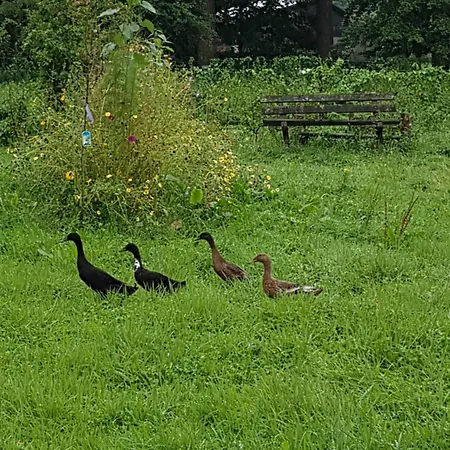 De Lopende Eend * Boxtel