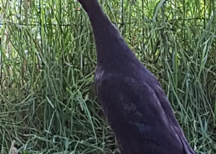 De Lopende Eend Couette-café