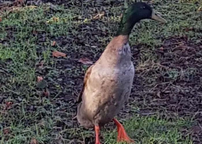 Couette-café De Lopende Eend