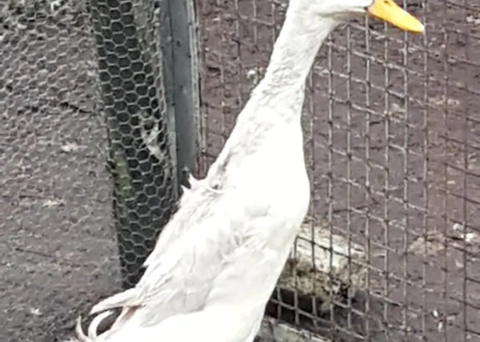 De Lopende Eend Boxtel