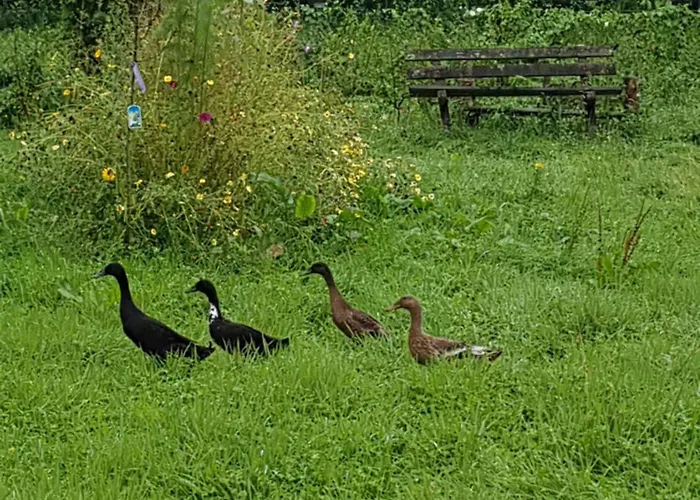 De Lopende Eend * Boxtel